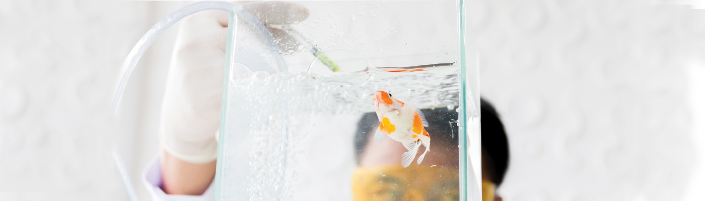 Work Study Certificate Leading To Diploma In Applied Science Aquaculture Temasek Polytechnic