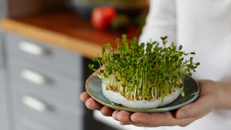 Sprout to Plate: Sustainable Growing and Cooking with Microgreens